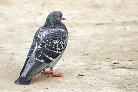 Pigeon standing on the ground Stock Photos