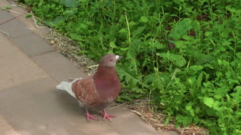 Pigeon Standing On Pathway Looking Around Before Flying Away Video stock 322665501