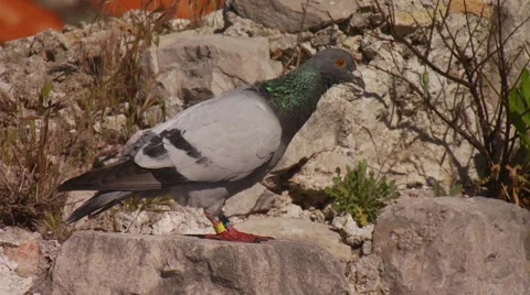 Pigeon standing on rock Stock Footage 60691059