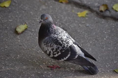 A pigeon is standing on a sidewalk. Foto stock