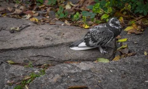 A pigeon standing on a stone path Stock Photos