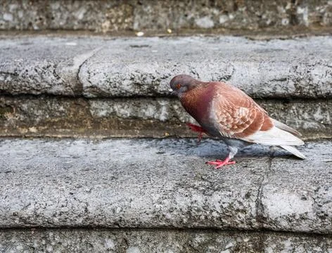 Pigeon standing on stone steps scratching its head Stock Photos
