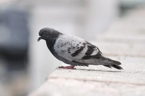 Pigeon standing on a stone surface Stock Photos