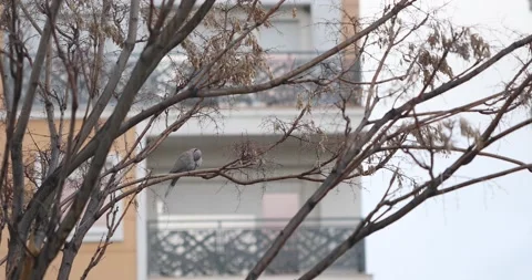 Pigeon standing on a tree branch during rainy weather. 4K Video Stock Footage 186027351