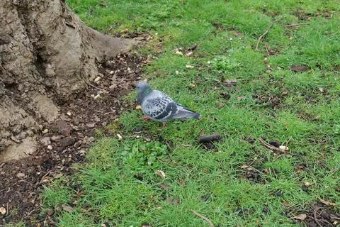 Pigeon standing by a tree Stock Photos