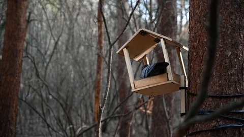 The pigeon stands on a creative bird feeder tied to a tree trunk. Pigeon eyes Stock Footage 107094697