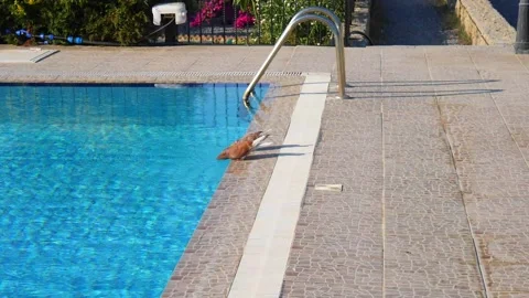 A pigeon stands on the edge of an open pool with blue water and drinks Stock Footage 132732550