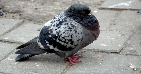 A pigeon stands on an old tile Stock Footage 240098560