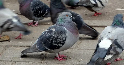 A pigeon stands statically on an old tile Stock Footage 240098687