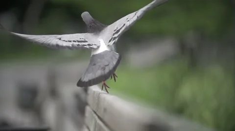 Pigeon starts to fly Stockbeeldmateriaal 40605177