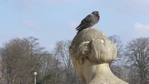 Pigeon On Statue At Trocadero, Eiffel Tower, In Paris, France Stock Footage 158608690