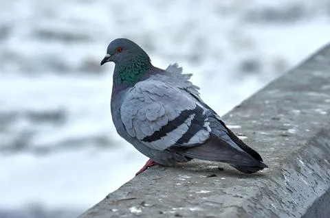 Pigeon on a stone on a blurry background Stock Photos