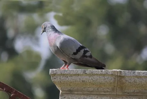 A pigeon on a stone Stock Photos