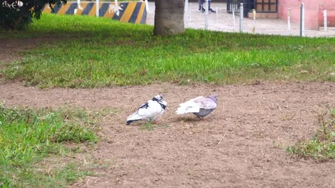 A pigeon stretching its wings next to another pigeon Vidéo 155262472