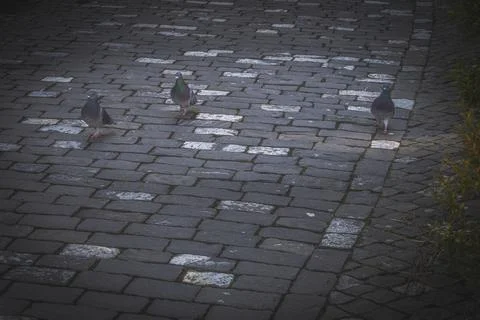The pigeon stroll Stock Photos