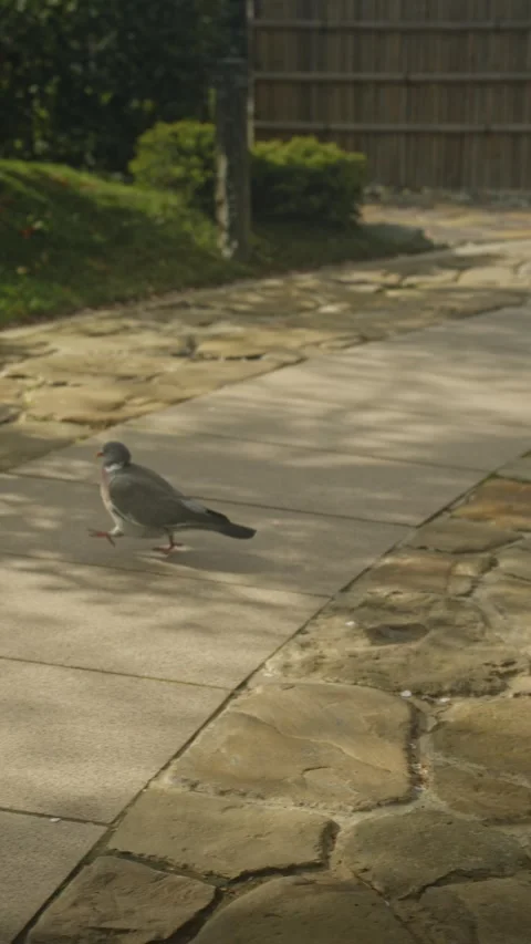 Pigeon strolling across sunlit stone path in garden 動画素材 335950697