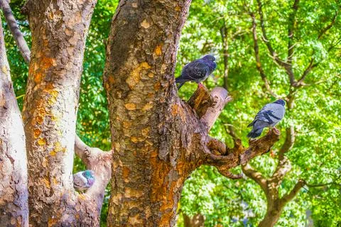 A pigeon stuck in a tree Stock Photos
