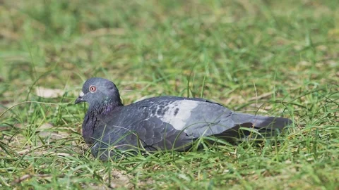 A pigeon sunbathing in japan 動画素材 346228053