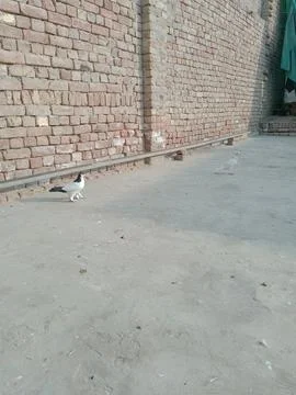 Pigeon in Sunlight Stock Photos