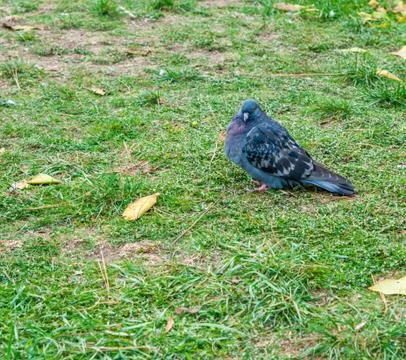 Pigeon surrounded by grass Stock Photos