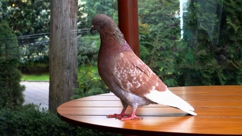 Pigeon on the table Stock Footage 108789137