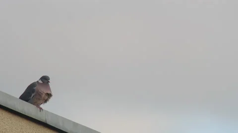 Pigeon take off Stock Footage 195955070