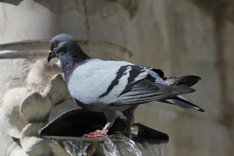 Pigeon taking a bath Foto stock