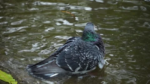 A pigeon taking a bird bath Stock Footage 289473055