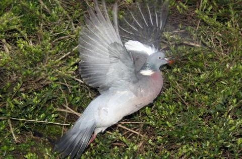 Pigeon taking flight Stock Photos