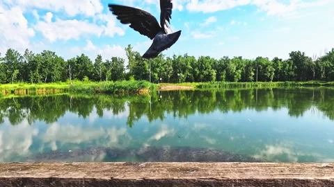 Pigeon Taking Off Over the Lake Stock Footage 279408184