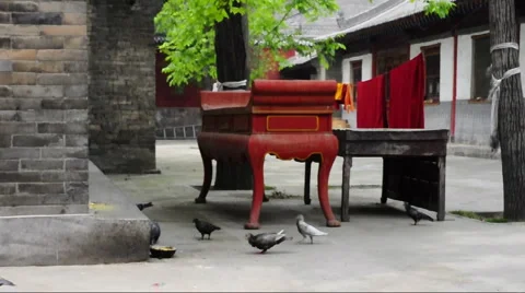 Pigeon on the  temple of china Stock Footage 890963