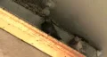 Pigeon On Their Perch HD Footage