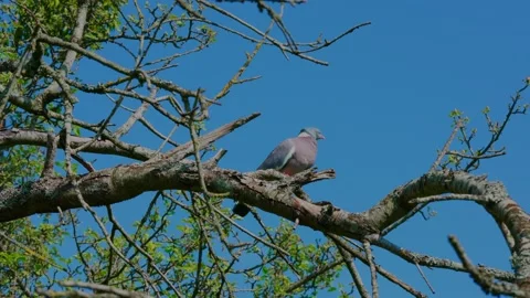 A pigeon on a thick branch Video stock 314059120