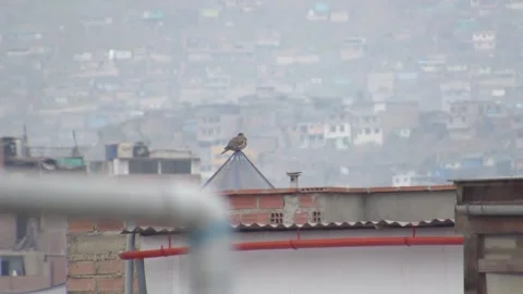 A pigeon on the top of a house or structure Stock Footage 157808363