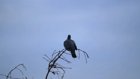 A pigeon on the top of a wintry larch tree - blue sunset sky in the background Stock Footage 154697105