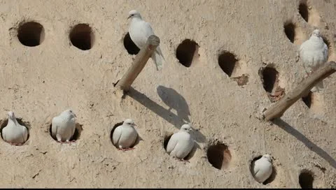 Pigeon Tower in Doha, Qatar Stock Footage 10709336