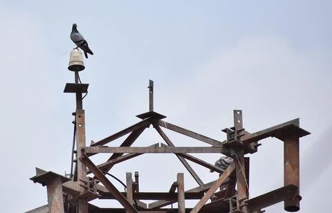 Pigeon on tower Foto stock