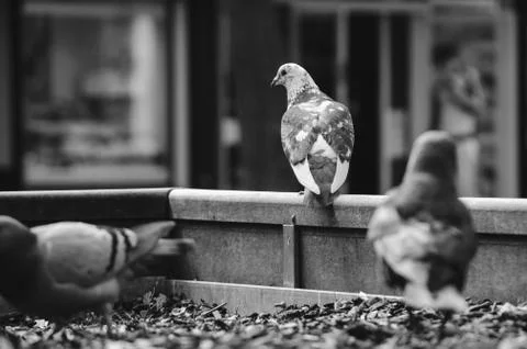 Pigeon in town Stock Photos