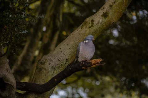 Pigeon in Tree 2 Stock Photos