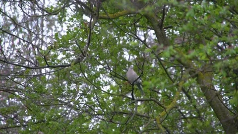 Pigeon on the tree among the branches Video stock 106635546