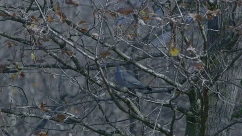 Pigeon on tree branch Stock Footage 166347467