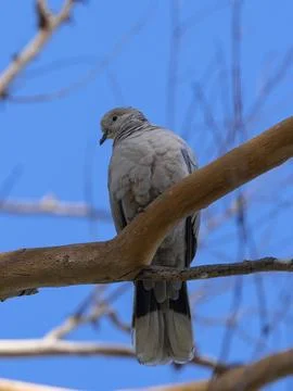 Pigeon on a tree branch Stock Photos
