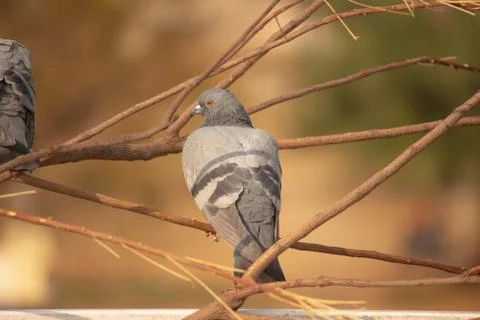 Pigeon on tree branch at remote place Stock Photos