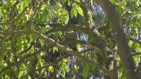 A pigeon on a tree branch scratching its back in the daytime in 4k Stock Footage 150673257
