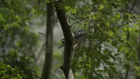 A Pigeon in the tree branches flies away Stock Footage 320855625