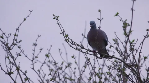 Pigeon in tree 스톡 동영상 73478709