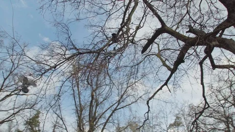 Pigeon on a tree Stock-Footage 105678408