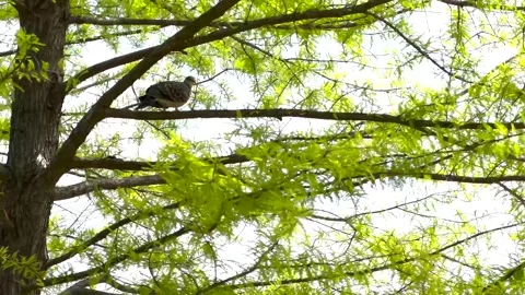 A Pigeon in the Tree Stock-Footage 338402682