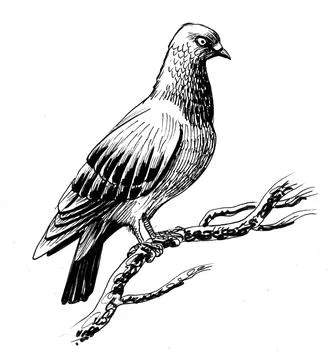 Pigeon on a tree Stock Illustration