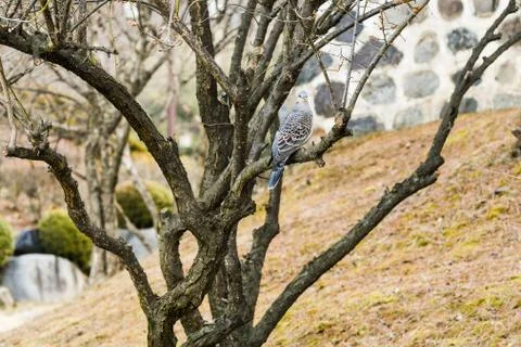 Pigeon in a tree Stock Photos
